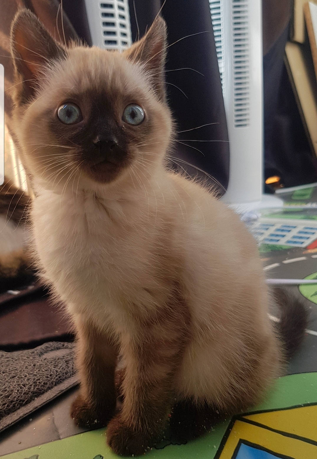 Shishi participe au concours pour gagner de l'argent avec cette photo : balinese, birman, carnivore, cat, fawn, felidae, flooring, fur, green, photography, ragdoll, siamese, small_to_medium_sized_cats, snapshot, snout, tail, terrestrial_animal, thai, tonkinese, whiskers