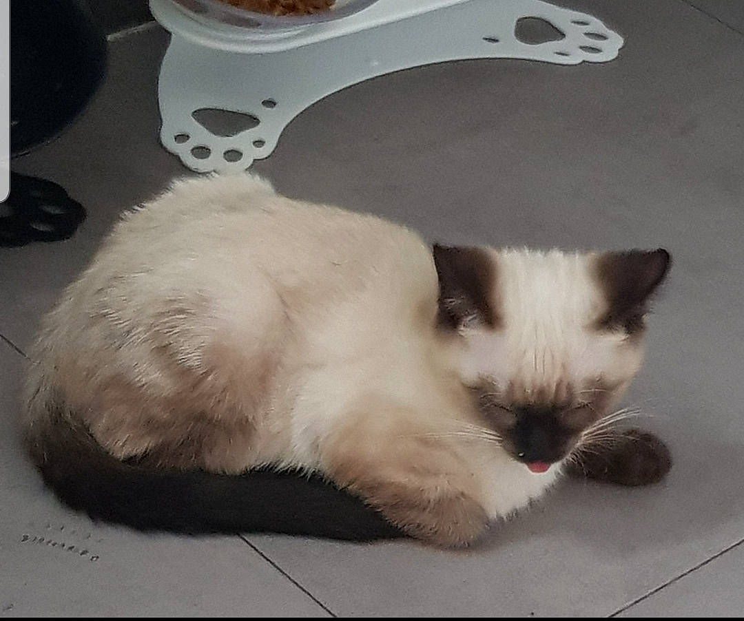 Shishi participe au concours pour gagner de l'argent avec cette photo : balinese, birman, carnivore, cat, claw, comfort, eye, fawn, felidae, foot, fur, paw, pet_supply, siamese, small_to_medium_sized_cats, snout, tail, terrestrial_animal, thai, whiskers