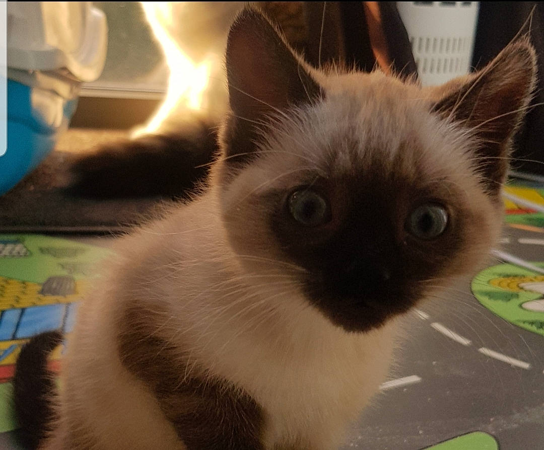 Shishi a rejoint le concours — aidez-le/la à gagner de superbes lots ! balinese, birman, carnivore, cat, domestic_short_haired_cat, fawn, felidae, fur, ragdoll, siamese, small_to_medium_sized_cats, snout, tail, terrestrial_animal, thai, whiskers