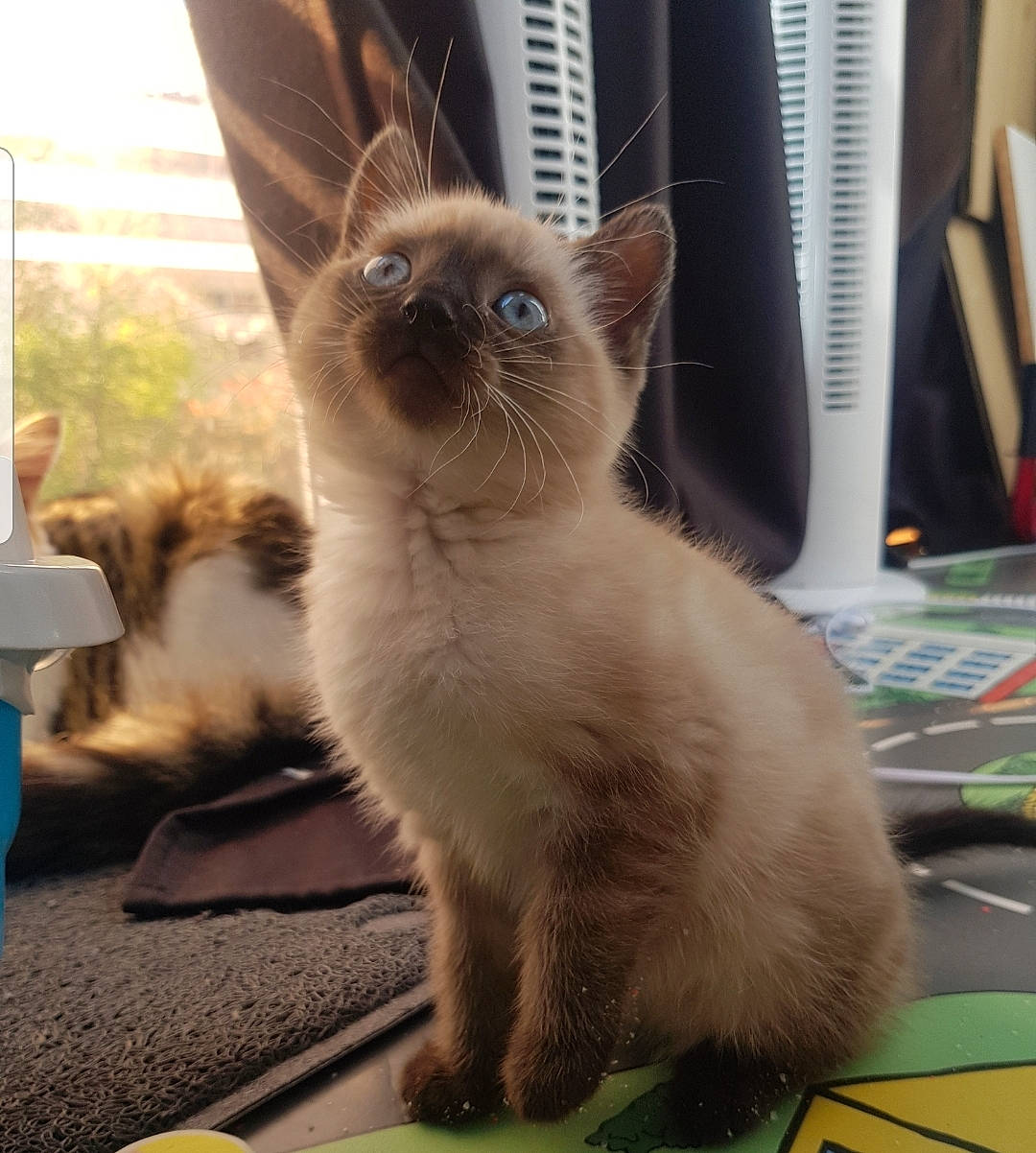 Shishi participe au concours pour gagner de l'argent avec cette photo : balinese, carnivore, cat, claw, domestic_short_haired_cat, fawn, felidae, fur, iris, paw, siamese, small_to_medium_sized_cats, snout, tail, terrestrial_animal, thai, tonkinese, whiskers