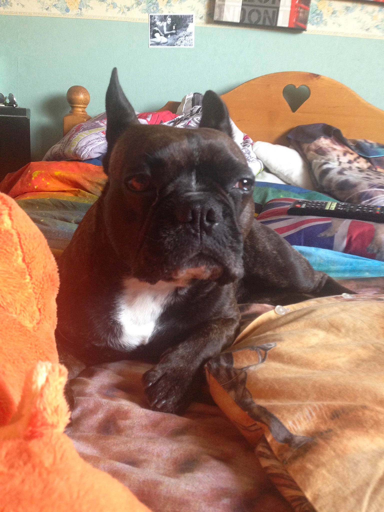 Ianna a rejoint le concours — aidez-le/la à gagner de superbes lots ! boston_terrier, boxer, bulldog, canidae, carnivore, companion_dog, dog, dog_breed, fawn, french_bulldog, mammal, non_sporting_group, snout, vertebrate