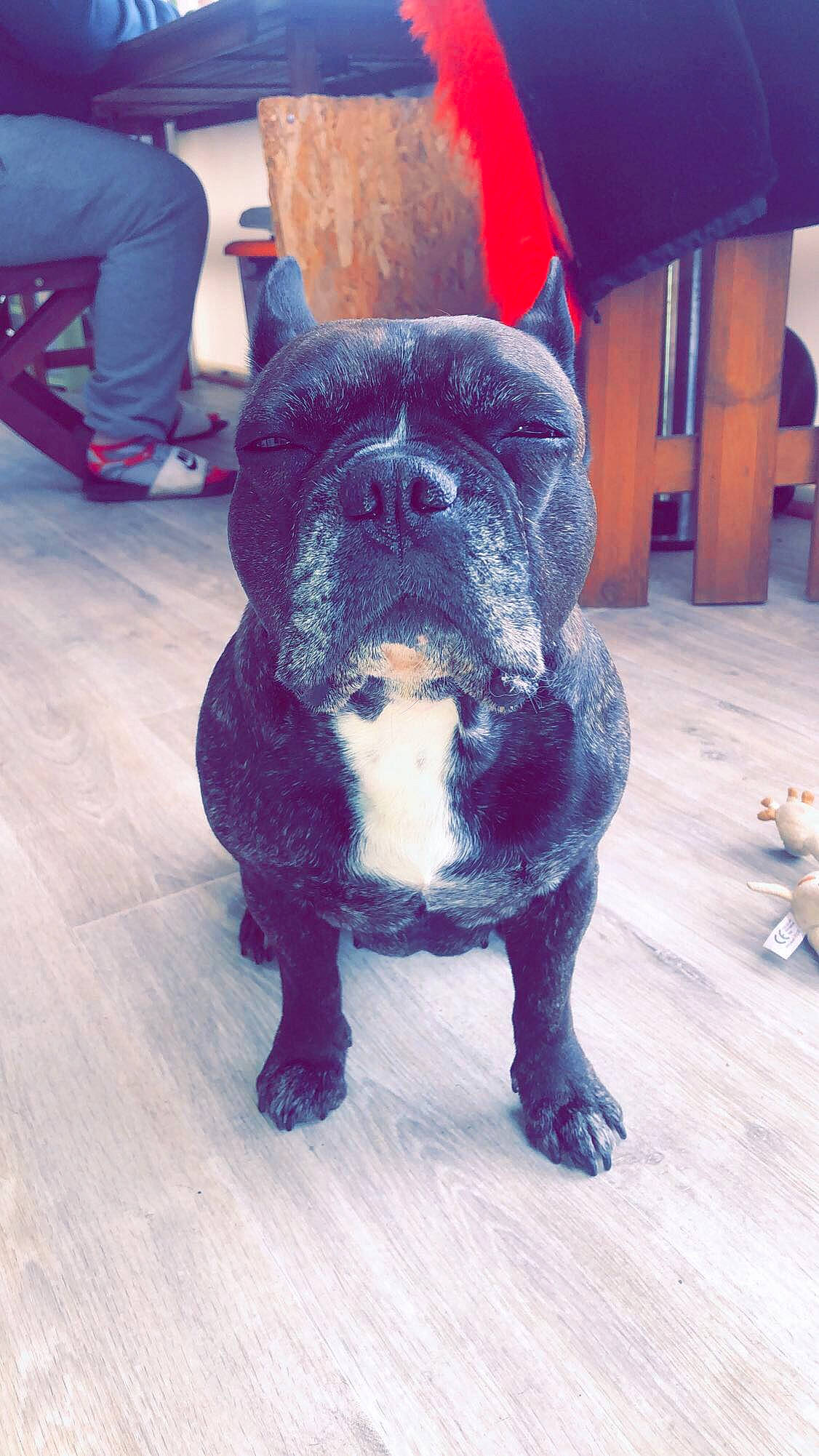 Ianna participe au concours pour gagner de l'argent avec cette photo : american_bulldog, american_pit_bull_terrier, bulldog, cane_corso, canidae, carnivore, companion_dog, dog, dog_breed, fawn, french_bulldog, mammal, molosser, non_sporting_group, old_english_bulldog, olde_english_bulldogge, puppy, snout, sporting_group