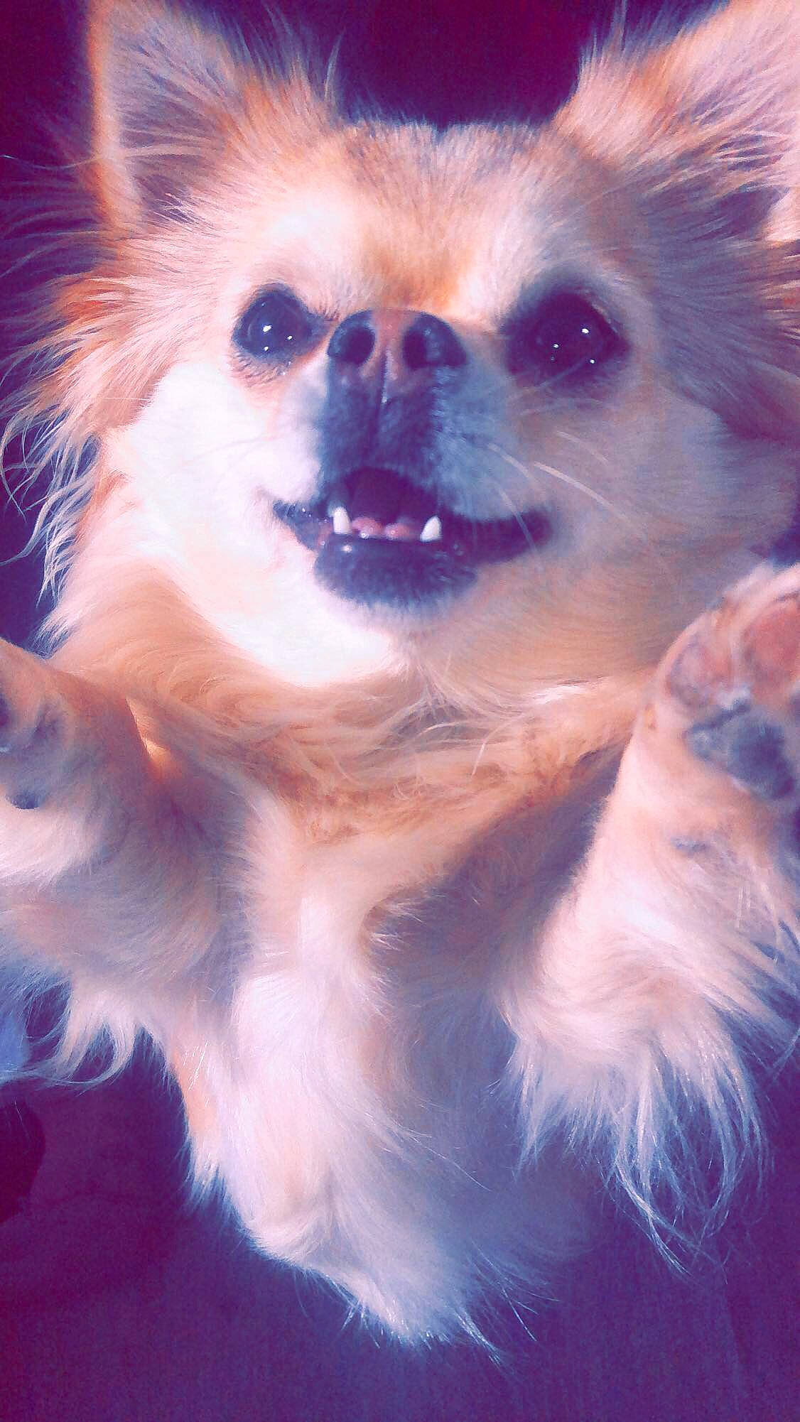 Ouchka a rejoint le concours — aidez-le/la à gagner de superbes lots ! canidae, carnivore, chihuahua, companion_dog, dog, dog_breed, ear, fawn, fur, mammal, pomeranian, puppy, snout, toy_dog, whiskers