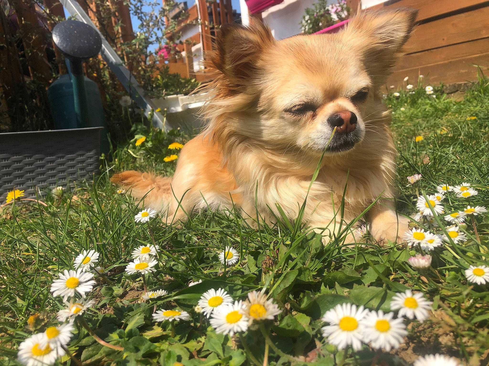 Ouchka participe au concours pour gagner de l'argent avec cette photo : ancient_dog_breeds, canidae, carnivore, chihuahua, companion_dog, dog, dog_breed, fawn, flower, grass, mammal, papillon, plant, pomeranian, puppy, snout, sporting_group, tibetan_spaniel, toy_dog, wildflower