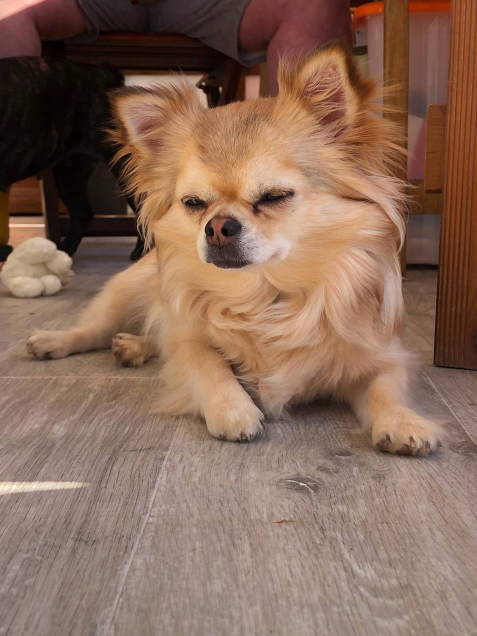 Ouchka a rejoint le concours — aidez-le/la à gagner de superbes lots ! ancient_dog_breeds, canidae, carnivore, companion_dog, dog, dog_breed, fawn, german_spitz, german_spitz_klein, german_spitz_mittel, mammal, non_sporting_group, pomeranian, puppy, rare_breed_dog, snout, spitz, tibetan_spaniel, toy_dog, vertebrate