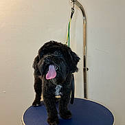 Sir Buttons is registered to the contest to win money with this photo: dog, black_dog, pet, tongue_out, grooming_table, harness, indoor, animal, cute, fluffy, standing, happy, small_dog, fur, looking_up, metal_arm, plain_wall, domestic_animal, mammal, companion