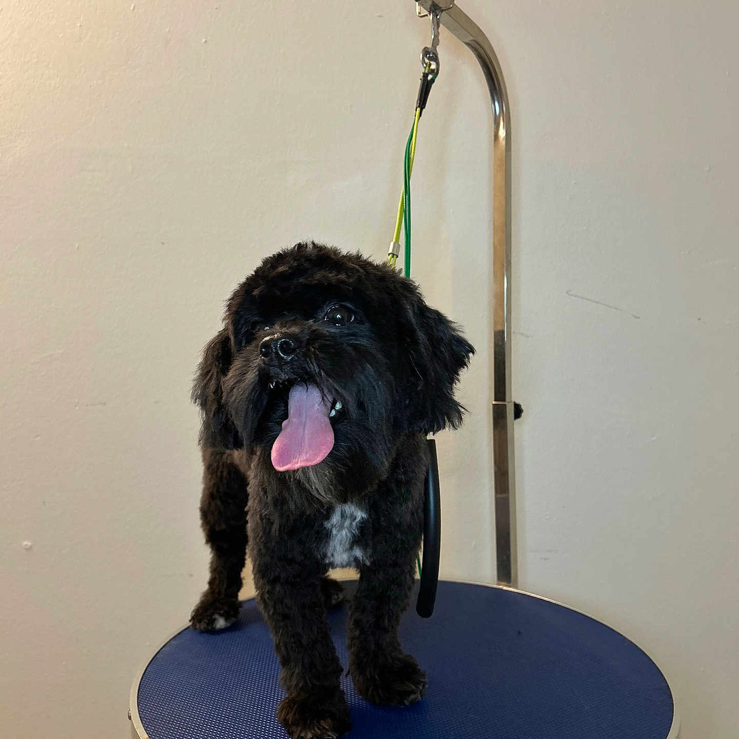 Sir Buttons is registered to the contest to win money with this photo: animal, black_dog, companion, cute, dog, domestic_animal, fluffy, fur, grooming_table, happy, harness, indoor, looking_up, mammal, metal_arm, pet, plain_wall, small_dog, standing, tongue_out