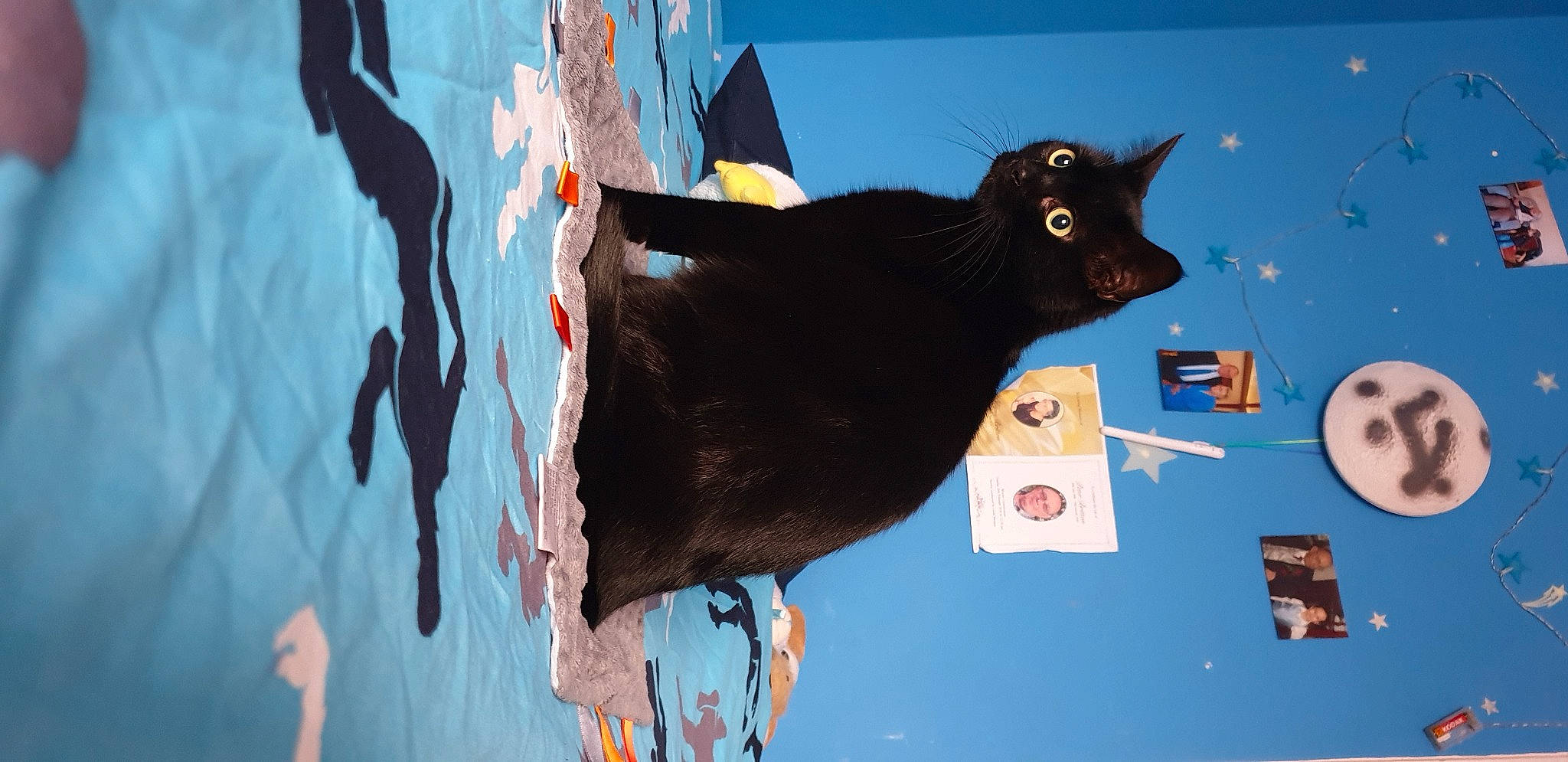 Jynx joined the competition — help win amazing prizes! art, azure, black_cat, carnivore, cat, domestic_short_haired_cat, electric_blue, eye, felidae, fur, illustration, shadow, small_to_medium_sized_cats, snout, tail, tints_and_shades, tree, visual_arts, whiskers, window