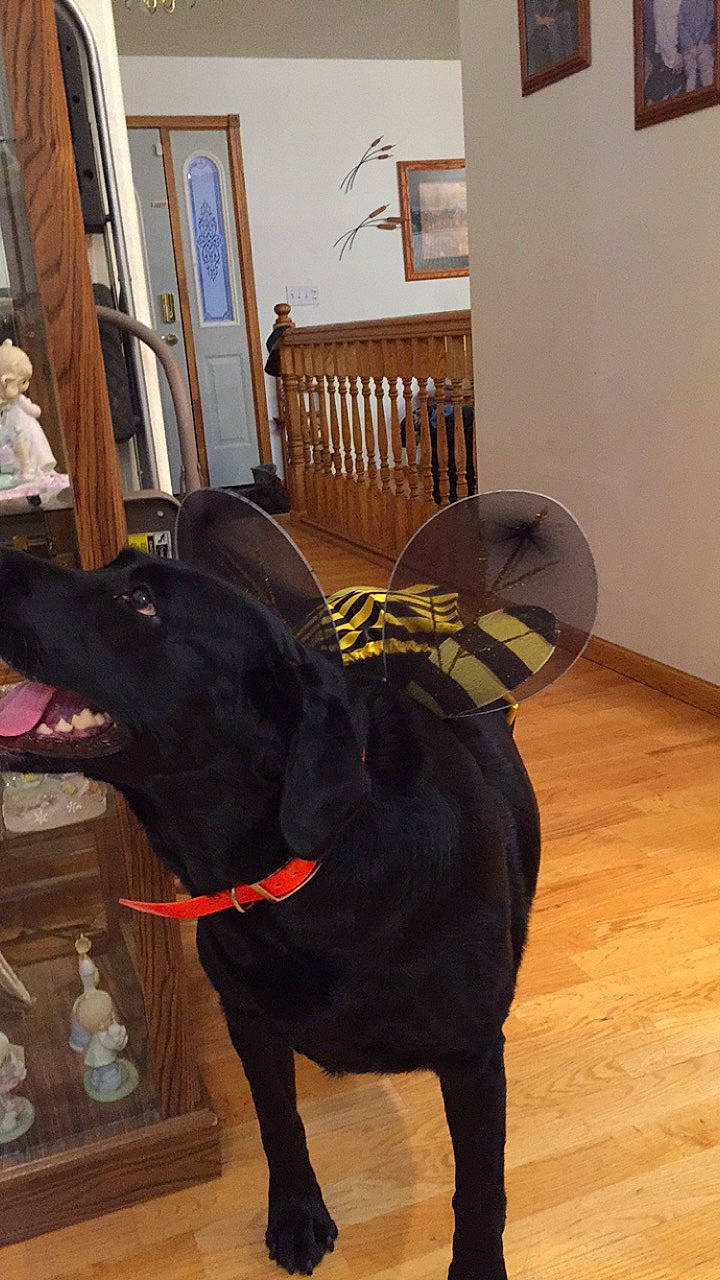 Casey joined the competition — help win amazing prizes! carnivore, chair, collar, companion_dog, dog, dog_breed, dog_collar, fashion_accessory, fawn, floor, flooring, hardwood, liver, personal_protective_equipment, sculpture, sporting_group, tail, whiskers, wood, working_animal