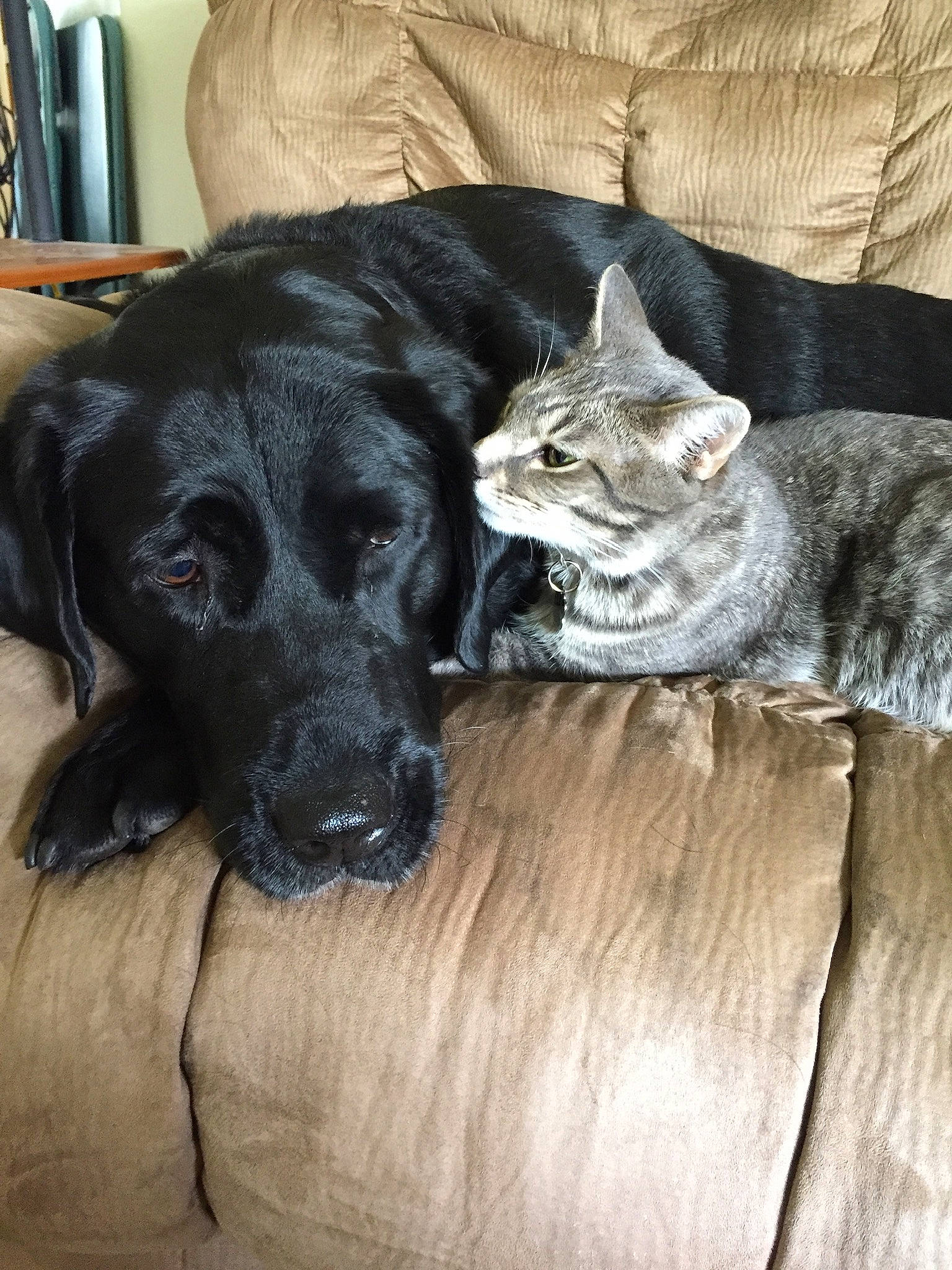 Casey joined the competition — help win amazing prizes! canidae, carnivore, cat, comfort, companion_dog, dog, dog_breed, domestic_short_haired_cat, felidae, fur, grey, gun_dog, hardwood, liver, shelf, small_to_medium_sized_cats, snout, whiskers, wood, working_animal