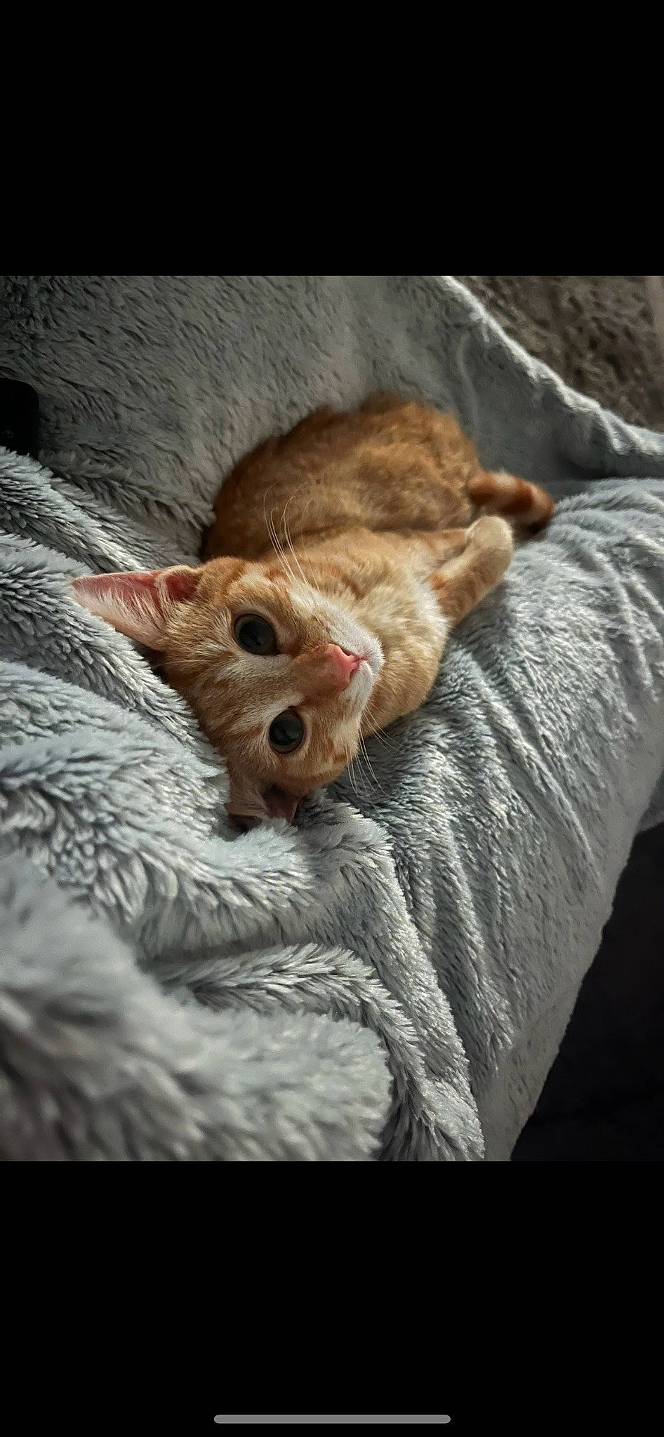 Roxy participe au concours pour gagner de l'argent avec cette photo : bed, canidae, carnivore, cat, claw, comfort, domestic_short_haired_cat, ear, eye, fawn, felidae, fur, linens, paw, small_to_medium_sized_cats, snout, tail, textile, whiskers, wildlife