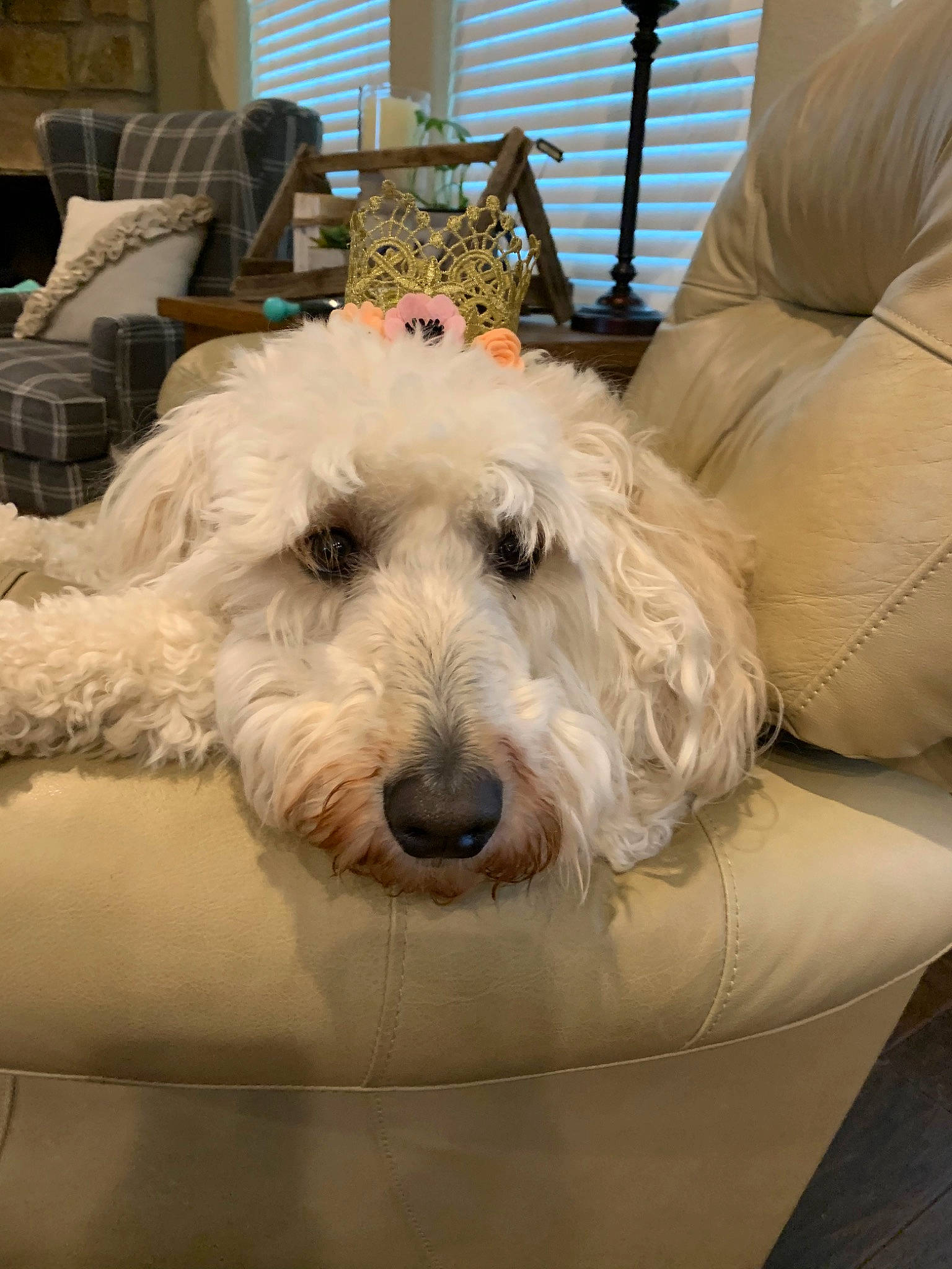 Birdie joined the competition — help win amazing prizes! canidae, carnivore, cockapoo, companion_dog, coton_de_tulear, dog, dog_breed, glen_of_imaal_terrier, goldendoodle, havanese, irish_soft_coated_wheaten_terrier, maltepoo, mammal, miniature_poodle, poodle_crossbreed, rare_breed_dog, schnoodle, sporting_lucas_terrier, terrier, vertebrate