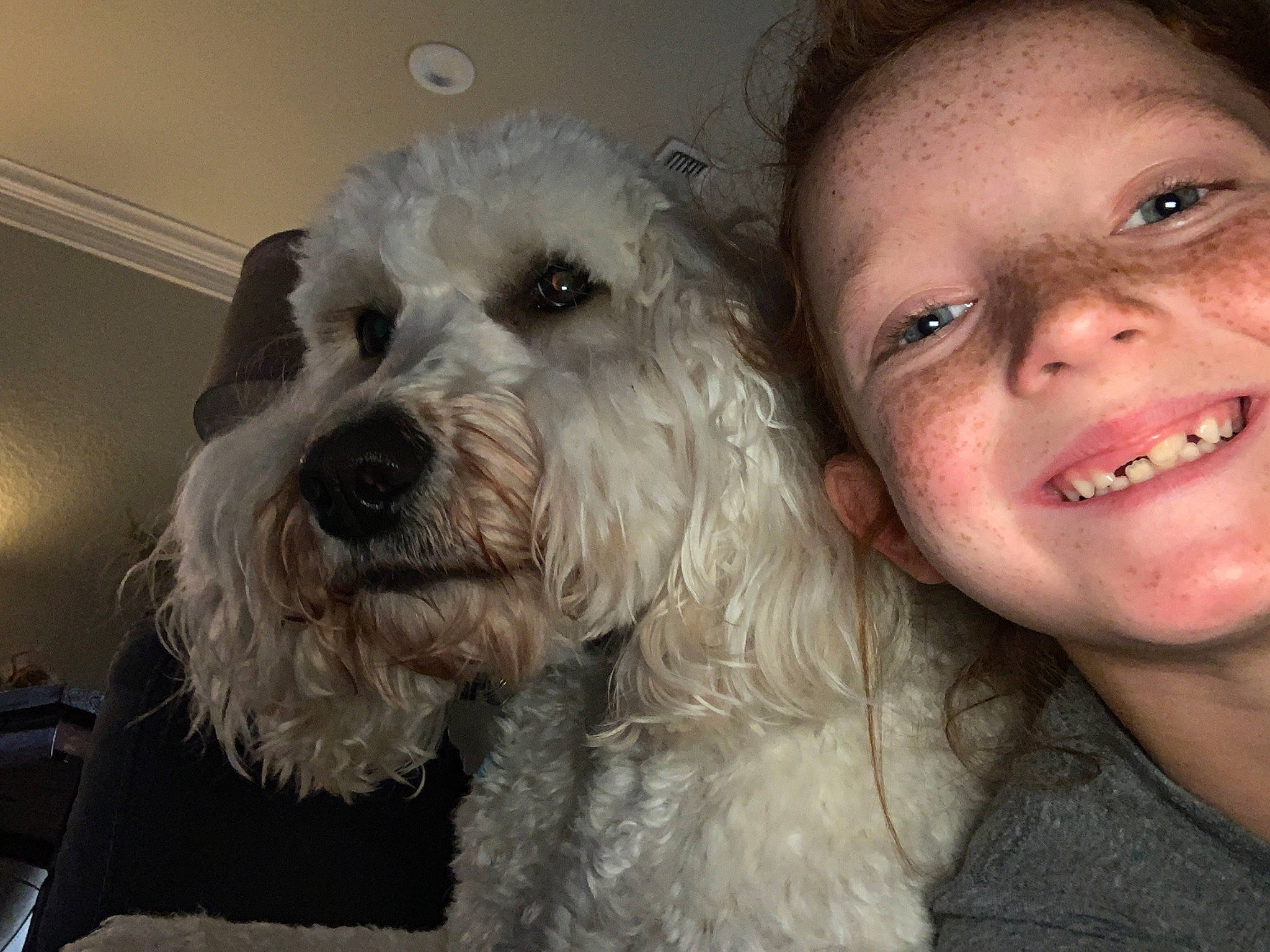 Birdie is registered to the contest to win money with this photo: canidae, carnivore, cockapoo, companion_dog, dog, dog_breed, goldendoodle, head, irish_soft_coated_wheaten_terrier, maltepoo, mammal, nose, poodle_crossbreed, rare_breed_dog, schnoodle, snout, sporting_group, terrier, toy_poodle, vertebrate