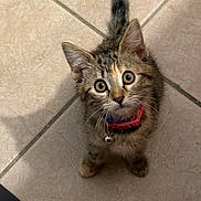 Maple is registered to the contest to win money with this photo: kitten, cat, pet, animal, fur, collar, bell, floor, tile, cute, whiskers, eyes, small, tabby, domestic, indoor, looking_up, curious, young, feline