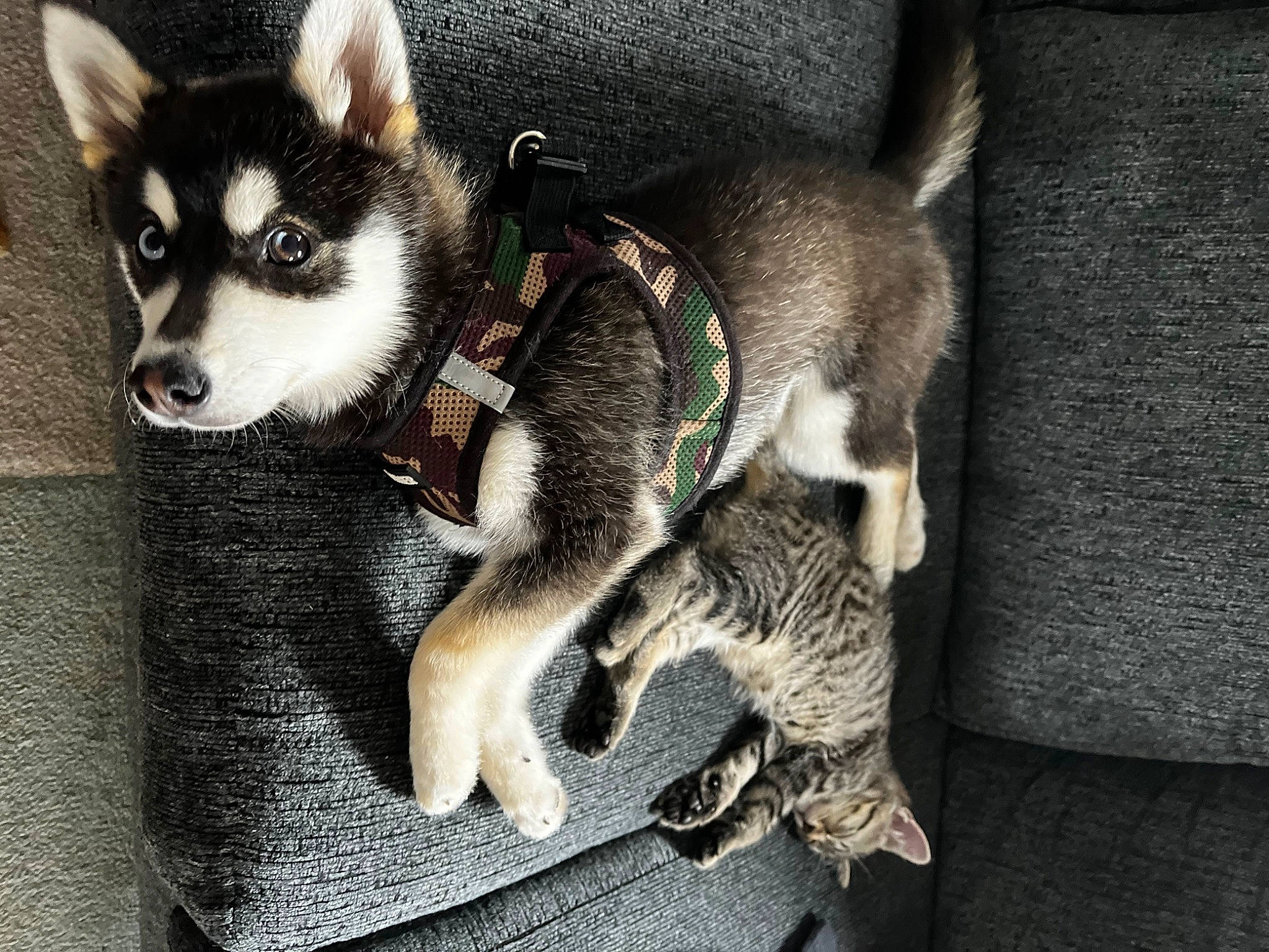 River joined the competition — help win amazing prizes! canidae, canis, carnivore, companion_dog, dog, dog_breed, fur, grey, non_sporting_group, sled_dog, snout, sporting_group, tail, terrestrial_animal, working_animal, working_dog