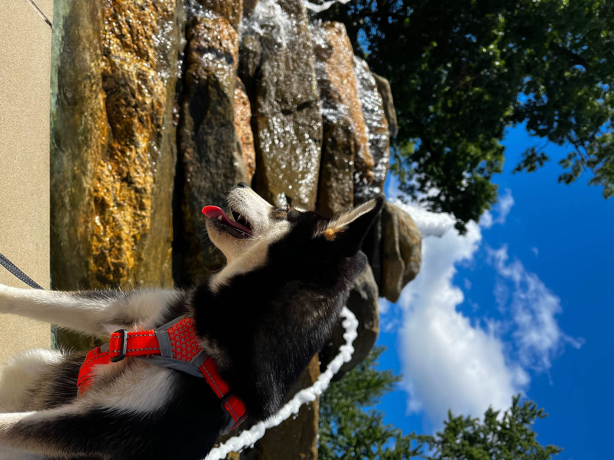 River is registered to the contest to win money with this photo: adventure, branch, canidae, carnivore, cloud, collar, cumulus, dog, dog_breed, pack_animal, plant, sky, snout, sporting_group, tail, tree, trunk, wood, woody_plant, working_animal