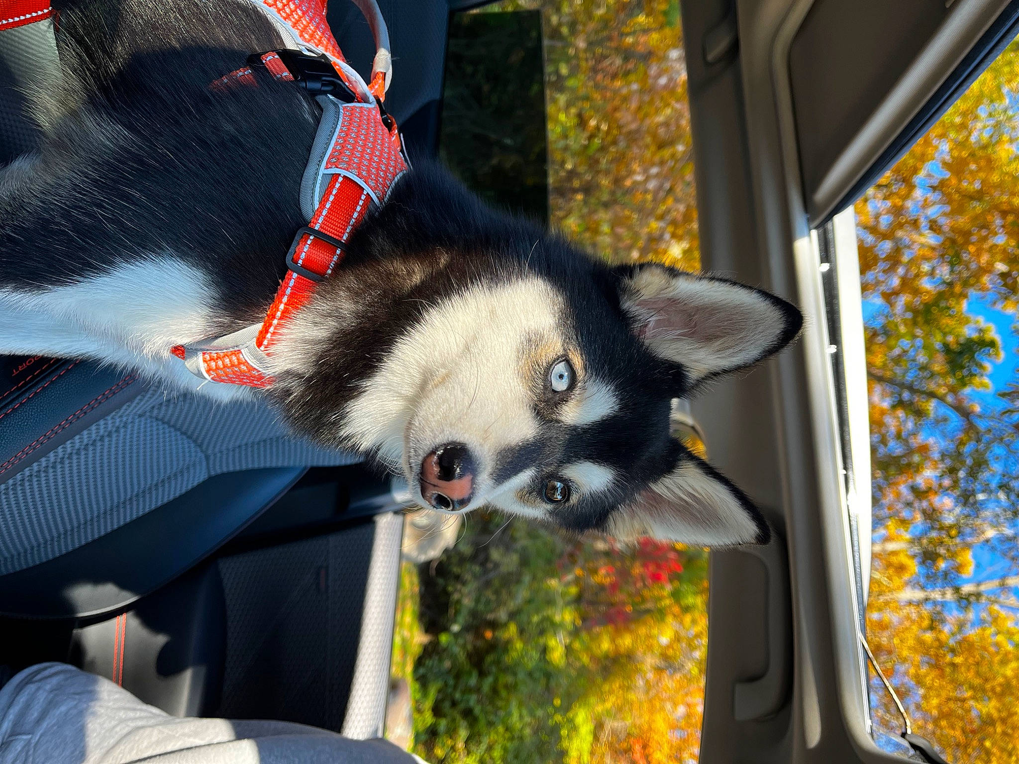 River is registered to the contest to win money with this photo: art, canidae, carnivore, fur, plant, sky, snout, tail, terrestrial_animal, tree, twig