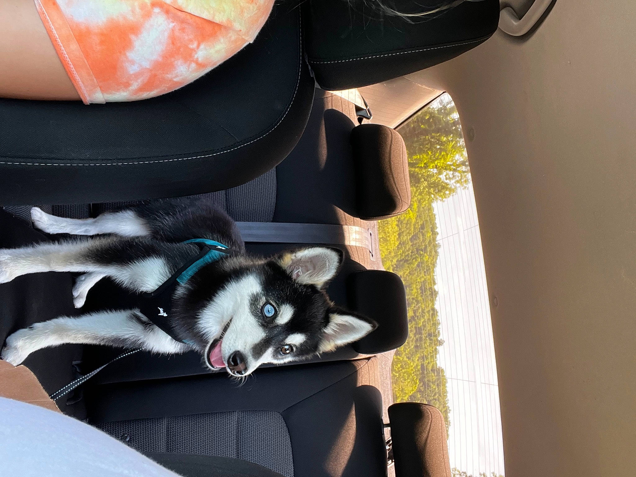 River joined the competition — help win amazing prizes! auto_part, automotive_exterior, automotive_lighting, automotive_tire, automotive_wheel_system, canidae, carmine, carnivore, comfort, companion_dog, dog, dog_breed, fender, human_leg, rim, sporting_group, tail, tints_and_shades, tire_care, vehicle_door