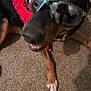 accessories, animal, ball, beagle, bodypart, canine, dog, football, glasses, goggles, hound, mouth, person, pet, puppy, sleeping, soccer, soccerball, sport, sunglasses