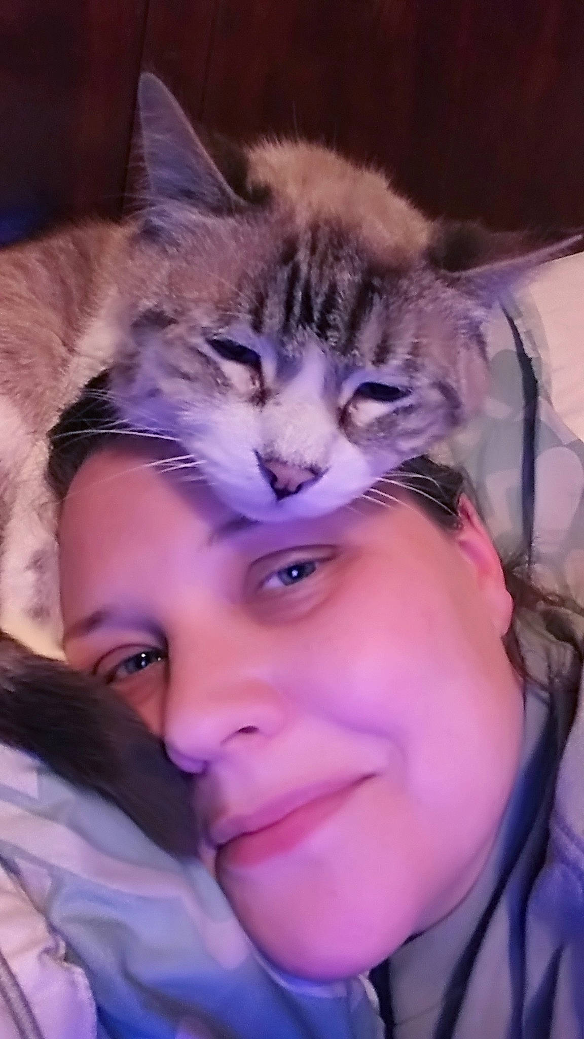 Cason joined the competition — help win amazing prizes! carnivore, cat, cheek, domestic_short_haired_cat, ear, eye, face, facial_expression, felidae, forehead, fur, head, kitten, mouth, nose, person, photography, pixie_bob, siberian, small_to_medium_sized_cats