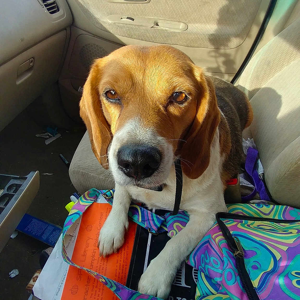 Chloe is registered to the contest to win money with this photo: american_foxhound, auto_part, beagle, beagle_harrier, canidae, car, car_seat, carnivore, companion_dog, dog, dog_breed, estonian_hound, harrier, hound, mammal, rare_breed_dog, scent_hound, snout, sporting_group, vehicle