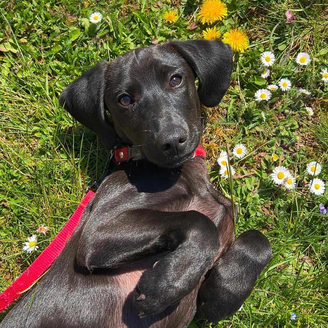 Snoopy participe au concours pour gagner de l'argent avec cette photo : anemone, animal, canine, daisy, dog, field, flower, grass, grassland, herbal, herbs, hound, nature, outdoors, pet, petal, plant, puppy, purple, vegetation