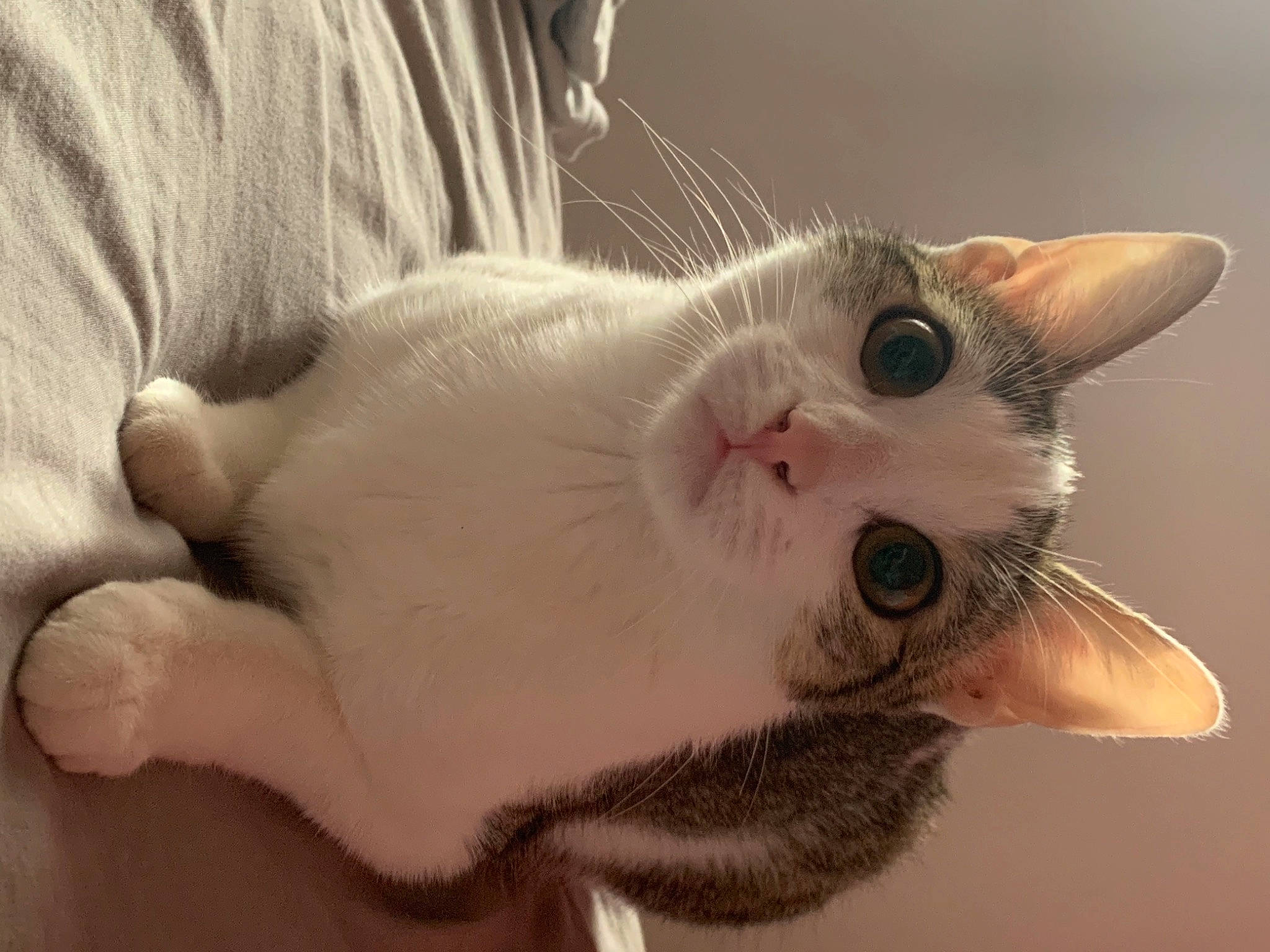 Zen participe au concours pour gagner de l'argent avec cette photo : aegean_cat, american_wirehair, asian, burmilla, carnivore, cat, colorpoint_shorthair, domestic_short_haired_cat, ear, european_shorthair, eye, felidae, fur, kitten, nose, paw, small_to_medium_sized_cats, snout, tail, whiskers