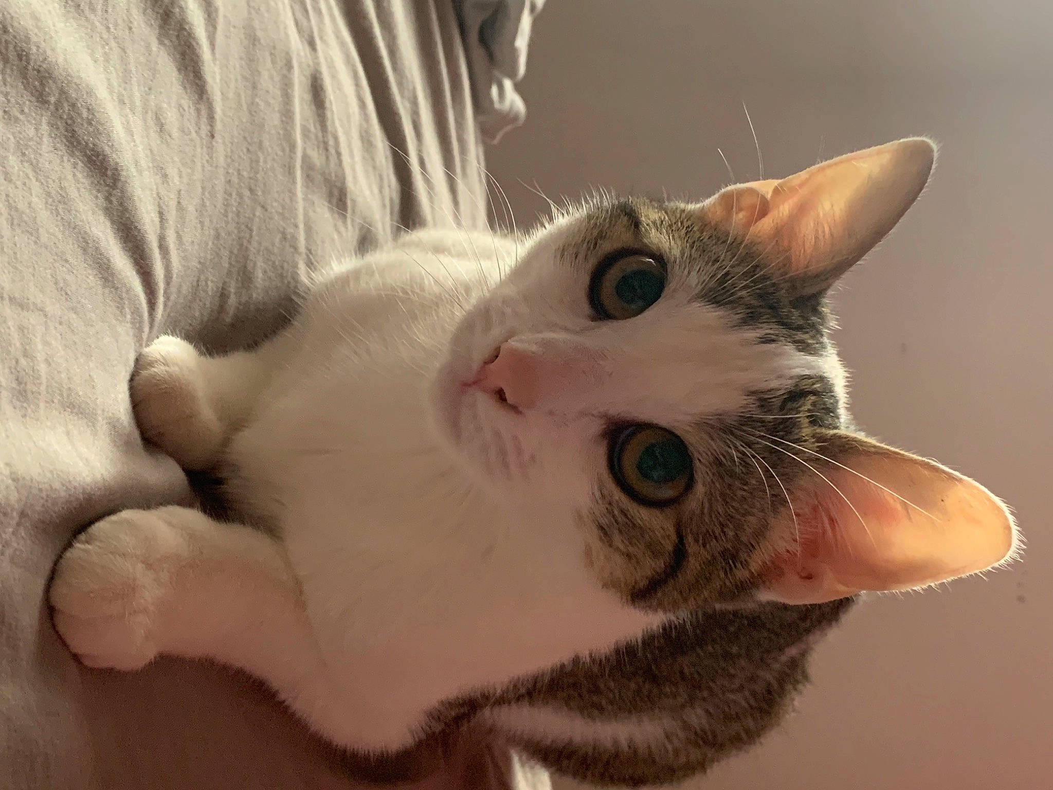 Zen a rejoint le concours — aidez-le/la à gagner de superbes lots ! aegean_cat, american_wirehair, asian, carnivore, cat, close_up, domestic_short_haired_cat, ear, european_shorthair, eye, felidae, fur, head, kitten, nose, paw, polydactyl_cat, small_to_medium_sized_cats, snout, whiskers