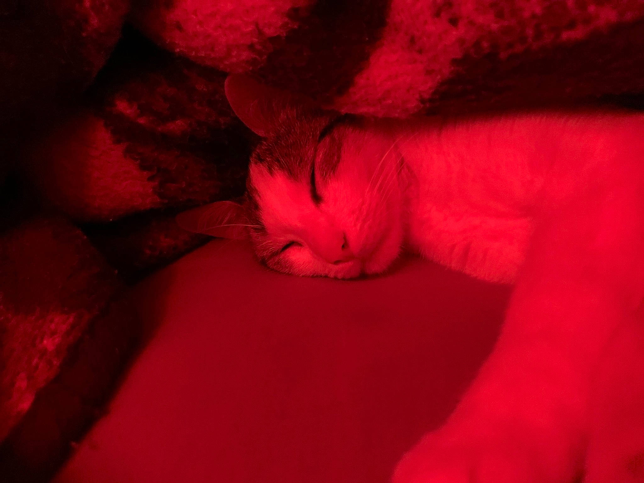 Zen a rejoint le concours — aidez-le/la à gagner de superbes lots ! close_up, flesh, fur, lip, mouth, nap, nose, photography, pink, red, sleep, textile