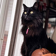 Boo joined the competition — help win amazing prizes! animal, black_cat, cat, close_up, collar, cute, domestic_cat, feline, fluffy_fur, furry, golden_eyes, indoor, leather_couch, looking_out_window, natural_light, pet, portrait, sitting, tag, window