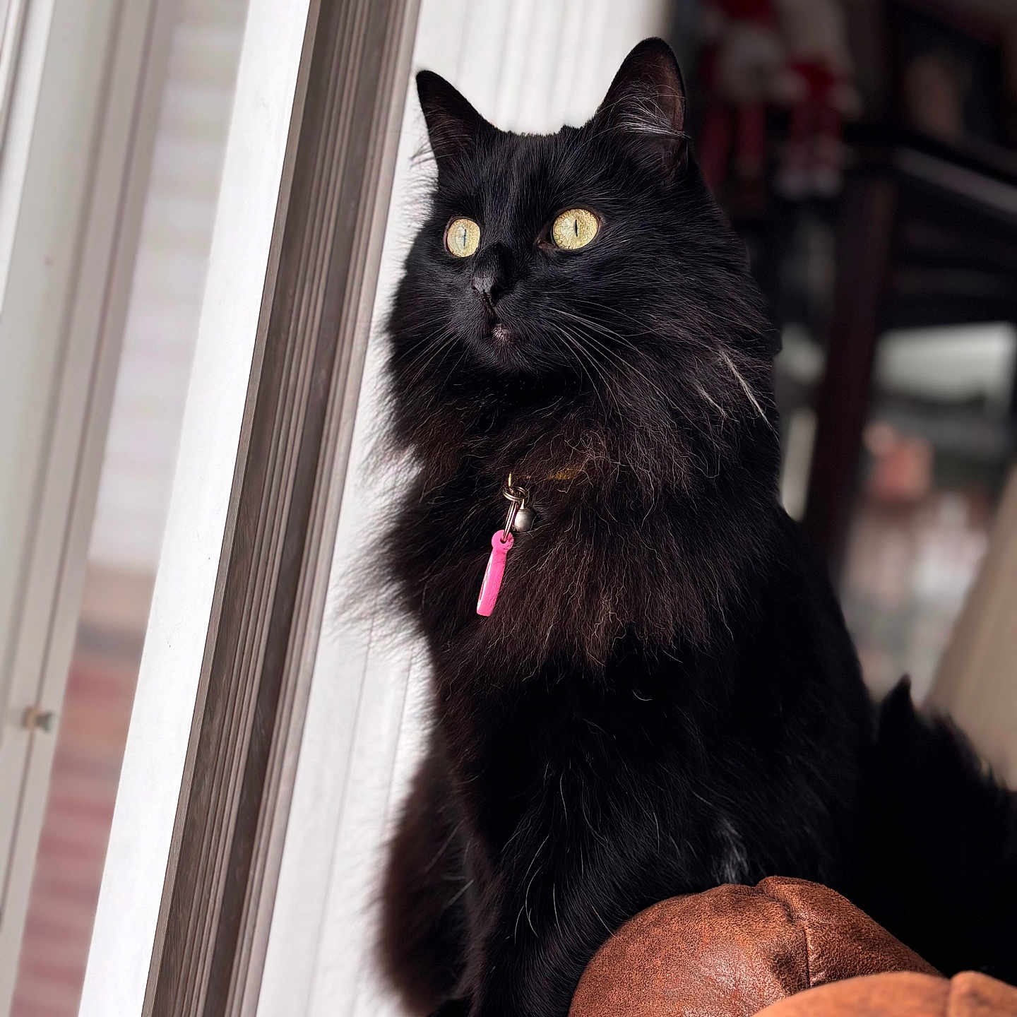 Boo joined the competition — help win amazing prizes! animal, black_cat, cat, close_up, collar, cute, domestic_cat, feline, fluffy_fur, furry, golden_eyes, indoor, leather_couch, looking_out_window, natural_light, pet, portrait, sitting, tag, window