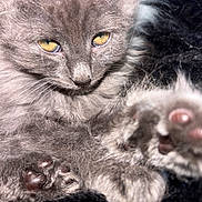 Goose joined the competition — help win amazing prizes! cat, gray_cat, fluffy, yellow_eyes, paws, close_up, fur, pet, animal, cute, whiskers, relaxed, cozy, indoor, soft_texture, mammal, portrait, sleepy, feline, paw_pads