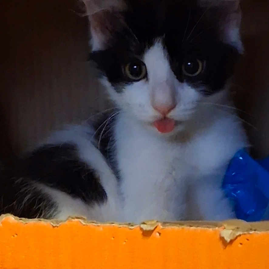 Punisher joined the competition — help win amazing prizes! animal, black_and_white, cardboard_box, cat, closeup, curious, cute, dim_light, ears, eyes, feline, indoor, kitten, nose, orange_box, pet, playful, tongue_out, whiskers, young_cat