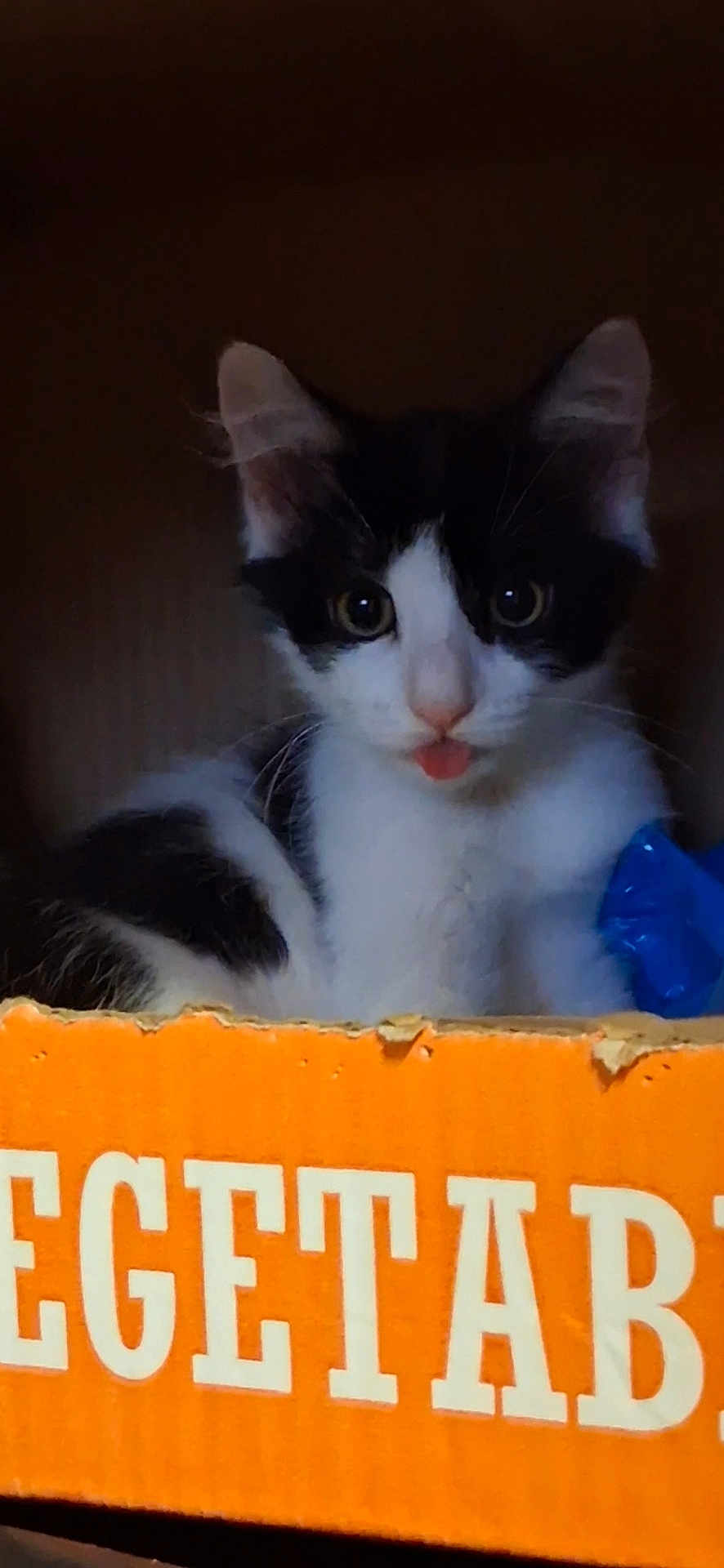Punisher joined the competition — help win amazing prizes! cat, kitten, black_and_white, tongue_out, cardboard_box, orange_box, curious, indoor, pet, animal, feline, closeup, cute, playful, young_cat, whiskers, ears, nose, eyes, dim_light