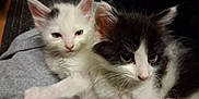 Punisher is registered to the contest to win money with this photo: kitten, cat, animal, pet, feline, cute, fluffy, white, black, snuggle, closeup, domestic, fur, whiskers, resting, soft, gray, indoor, young, companion