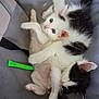 Punisher is registered to the contest to win money with this photo: kitten, cat, playful, cuddle, sleeping, toy, mouse_toy, fur, whiskers, ears, paw, indoor, gray_background, pet, animal, cute, young, resting, feline, domestic_cat