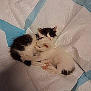 Punisher is registered to the contest to win money with this photo: kitten, cat, animal, pet, young, cuddling, cute, feline, fur, sleeping, indoor, small, white, black, paw, resting, cozy, blanket, soft, comfort