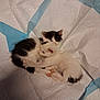 kitten, cat, animal, pet, young, cuddling, cute, feline, fur, sleeping, indoor, small, white, black, paw, resting, cozy, blanket, soft, comfort