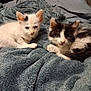 Punisher joined the competition — help win amazing prizes! kitten, cat, animal, pet, feline, cute, fluffy, white, black, resting, blanket, cozy, indoor, young, fur, small, two, lying, curious, soft