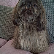 Utak participe au concours pour gagner de l'argent avec cette photo : dog, pet, fluffy, brown, sitting, couch, quilted, pink, pillow, gray, indoor, fur, cute, animal, companion, portrait, looking, tongue, home, relaxed