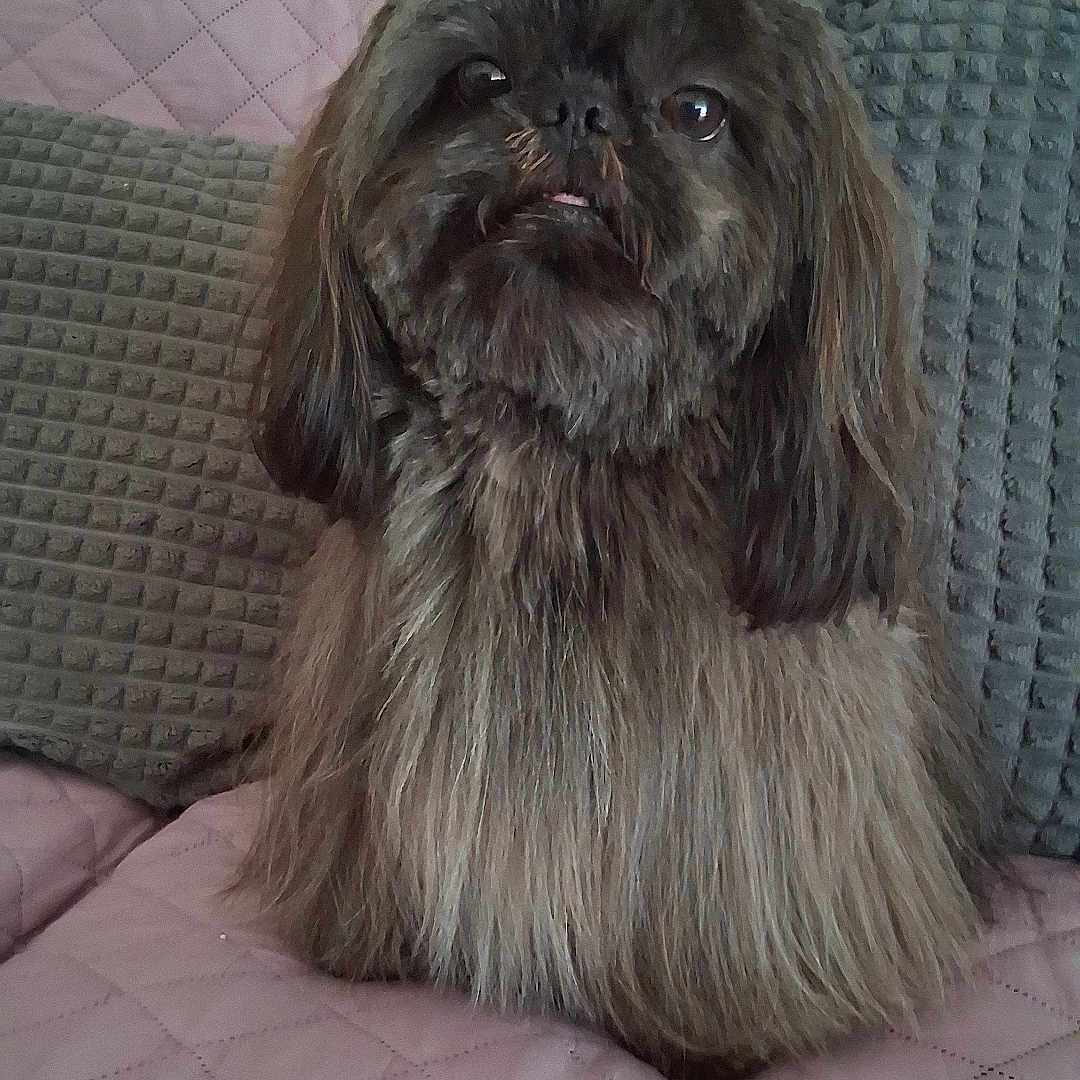 Utak participe au concours pour gagner de l'argent avec cette photo : dog, pet, fluffy, brown, sitting, couch, quilted, pink, pillow, gray, indoor, fur, cute, animal, companion, portrait, looking, tongue, home, relaxed