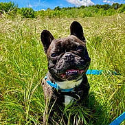 Marley participe au concours pour gagner de l'argent avec cette photo : dog, french_bulldog, grass, field, blue_sky, clouds, collar, leash, outdoor, nature, pet, happy, canine, animal, sunny, greenery, portrait, mammal, ears, smiling