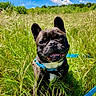dog, french_bulldog, grass, field, blue_sky, clouds, collar, leash, outdoor, nature, pet, happy, canine, animal, sunny, greenery, portrait, mammal, ears, smiling