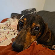Gus joined the competition — help win amazing prizes! animal, black, blanket, brown, close_up, comfort, companion, couch, cozy, cute, dachshund, dog, fur, indoor, pet, portrait, relaxed, resting, snout, soft