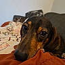 animal, black, blanket, brown, close_up, comfort, companion, couch, cozy, cute, dachshund, dog, fur, indoor, pet, portrait, relaxed, resting, snout, soft