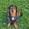 Gus joined the competition — help win amazing prizes! animal, black, brown, canine, cute, dachshund, dog, ears, eyes, fur, grass, harness, leisure, looking_up, mammal, nature, outdoor, pet, sitting, snout