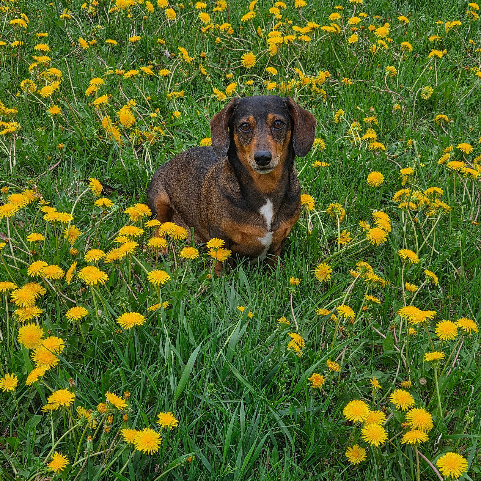 Gus