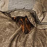Gus is registered to the contest to win money with this photo: animal, bed, black, blanket, brown, comfort, cozy, cute, dog, eye, fabric, face, fur, indoor, nose, pattern, peeking, pet, portrait, resting