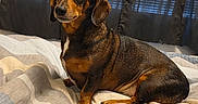 Gus joined the competition — help win amazing prizes! animal, bed, black, blanket, brown, comforter, cozy, curtains, dachshund, dog, domestic, ears, fur, furniture, indoor, pet, portrait, resting, sitting, window