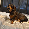 animal, bed, black, blanket, brown, comforter, cozy, curtains, dachshund, dog, domestic, ears, fur, furniture, indoor, pet, portrait, resting, sitting, window